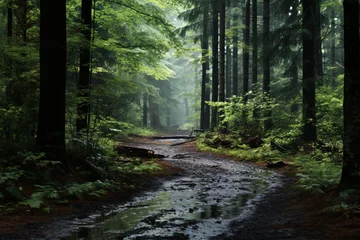Papier Peint photo autocollant Route en forêt Forest Path after the Rain, peaceful nature of a forest 
