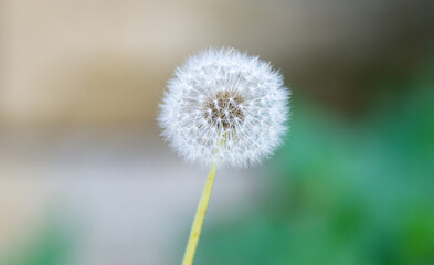 dandelion background close up, macro