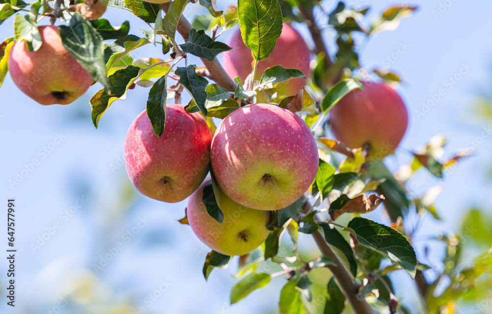 Poster ripe apples on a tree on a sunny day