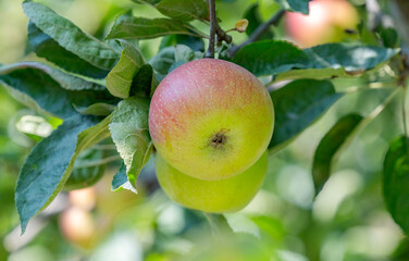 ripe apples on a tree on a sunny day