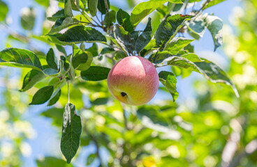ripe apples on a tree on a sunny day