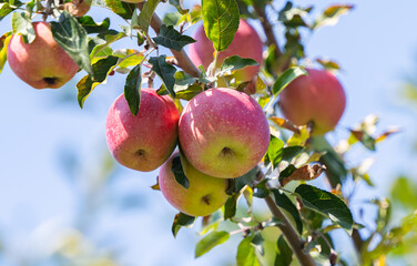 ripe apples on a tree on a sunny day