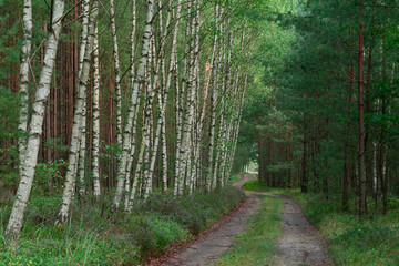 Las jesienią. Ziemia między drzewami, pobocza leśnych dróg porośnięte są krzewinkami wrzosu...