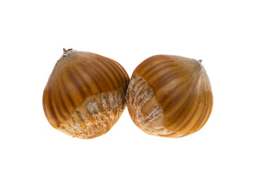 hazelnut isolated