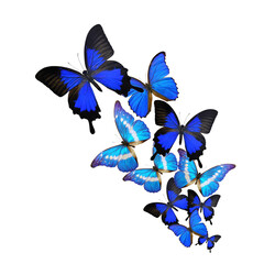 Beautiful blue butterfly flying isolated on white background. PNG File - 647578987