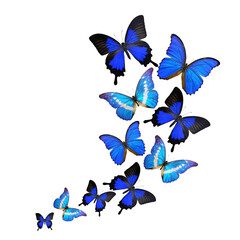 Beautiful blue butterfly flying isolated on white background. PNG File