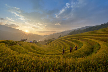 Ripe rice season, Mu Cang Chai terraced fields, Yen Bai Province, Vietnam.