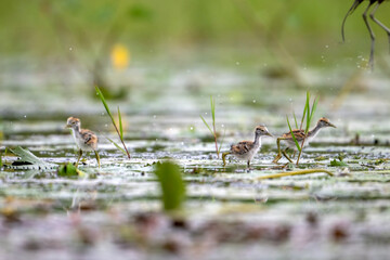 Chicks of Pheasant tailed Jacana Feeding on Floating leaf of Water lily