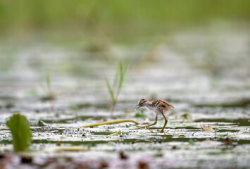 Chicks of Pheasant tailed Jacana Feeding in Morning on Floating leaf