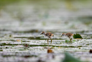 Chicks of Pheasant tailed Jacana Feeding in Morning on Floating leaf