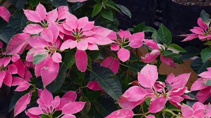 Pink poinsettia with bright petals and green leaves, a seasonal floral beauty. Close-up shot against a colorful background, perfect for Christmas decorations and festive celebrations.