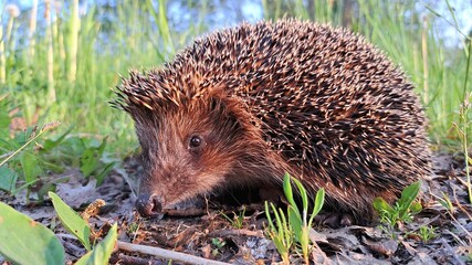 hedgehog in the grass