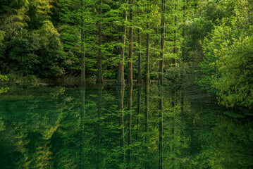 Fototapeta premium trees in the forest