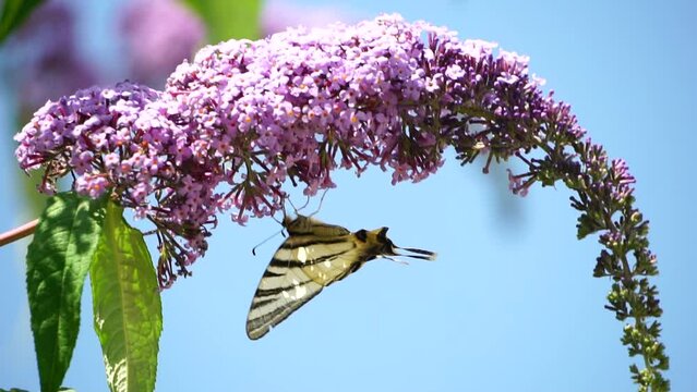 A common yellow swallowtail Papilio machaon on the flower of a butterfly bush Buddleja davidii . Close up, slow motion