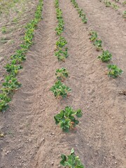 rows of strawbery