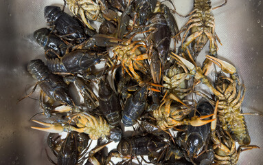 Crayfish in washbasin in kitchen for cooking. Caught crayfish on river while fishing. Crayfish, or...