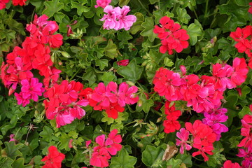 Red and pink flowers of ivy-leaved pelargonium in mid July - obrazy, fototapety, plakaty