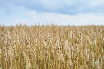 Fototapeta premium Golden wheat field with cloudy blue sky.