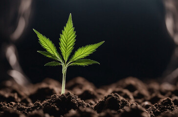 Young cannabis seedling growing in soil on black background with copy space