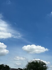 Obraz premium tree on a field