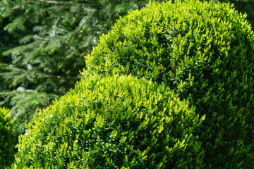 Boxwood Buxus sempervirens or European box with bright shiny young green foliage on blurred green background. Close-up, selective focus. Perfect backdrop for any natural theme. - obrazy, fototapety, plakaty