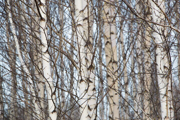Fototapeta na wymiar Birches close-up. Natural background. High quality photo