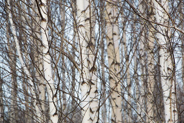 Fototapeta premium Birches close-up. Natural background. High quality photo