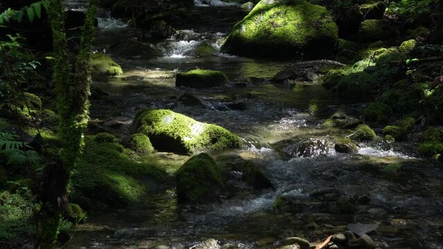 古座川の清流の木漏れ日
