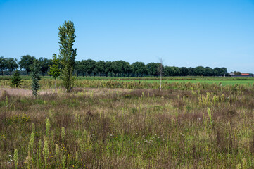 Colorful fenn landscape against blue sky around the Saint Anna woods near Rijsbergen, The Netherlands