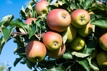 Ripe Jonagold apples at a tree in the sun, Hakendover, Belgium