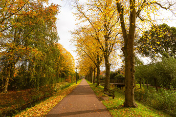 Avenue in a park with trees with autumn leaves in the fall