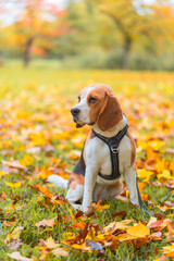 Cute beagle patiently waits sitting in a park during the autumn