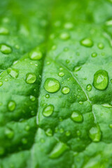 green leaf texture with water drops. raindrops on fresh green leaves background. 
