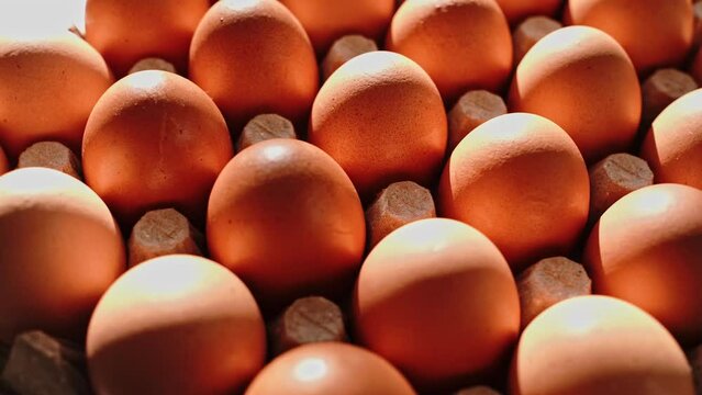 On a chicken farm, morning light shines through.
Fresh chicken eggs in cardboard cells on a turntable. Many raw eggs for sale at the market Healthy fresh ingredients for breakfast animal products.