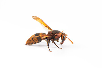 one wasp isolated on white background