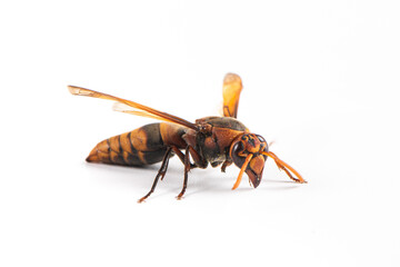 one wasp isolated on white background