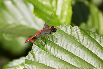 close up with a dragonfly on a green leaf
