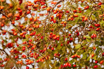Branches with rose hips on a sunny autumn day
