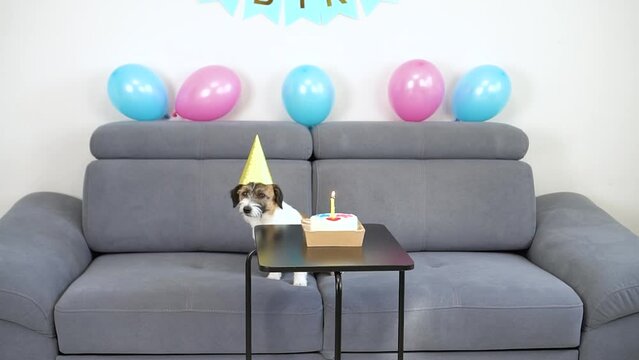 Adorable Jack Russell Terrier pet with a festive hat having a b-day party. Dog with paw print birthday cake and birthday candle on the sofa at home, copy space.