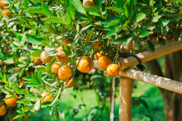 Delicious Asian orange fruit in the garden Fang Chiang Mai Province in Thailand copy space for your text