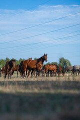 Horses in a field in summer