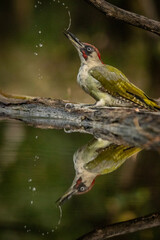 Bird drinking on a branch