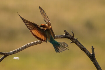 Bee-eater landing