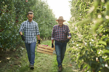 Two orchard farmers carrying a crate full of apples