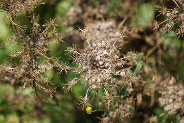 Withered seeds of wild carrot in garden