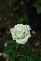 biało kremowe róże w ogrodzie, white roses in the garden	