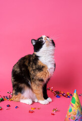 fluffy tricolor mongrel cat sits on a pink background and confetti, and looks up with interest. Animal Festival