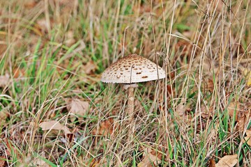 Pilz auf Grasboden