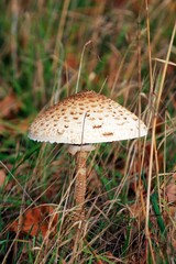 Pilz auf Waldboden