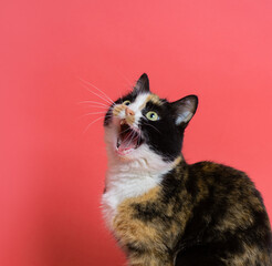 portrait of a tricolor cat, says MEW, opens its mouth with its muzzle on a pink purple background in the studio